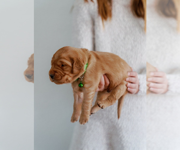 Medium Photo #12 Golden Retriever Puppy For Sale in REDDING, CA, USA