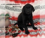 Puppy Prncs Buttercup Labrador Retriever