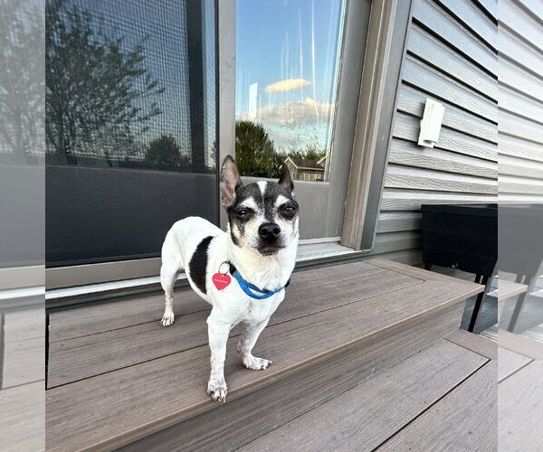 Medium Photo #5 Chihuahua Puppy For Sale in Fargo, ND, USA