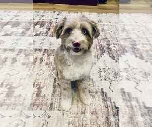 Father of the Aussiedoodle-Goldendoodle Mix puppies born on 03/13/2025
