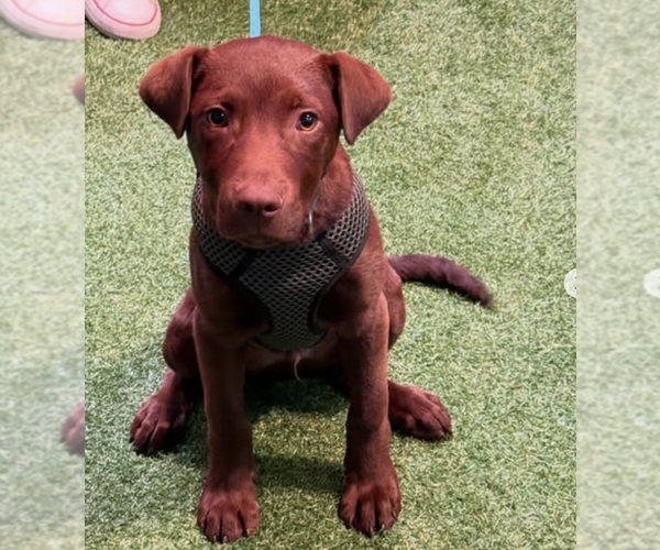 Medium Photo #14 Labrador Retriever-Unknown Mix Puppy For Sale in Brooklyn, NY, USA