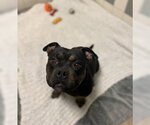Estrella - Female American Pit Bull Terrier Dog for Adoption - Small photo