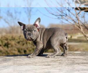 French Bulldog Puppy for Sale in ERIAL, New Jersey USA