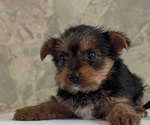 Small Photo #15 Yorkshire Terrier Puppy For Sale in GOSHEN, IN, USA