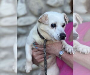 Gouda - Female Mutt Dog for Adoption - Photo #3