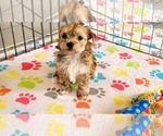Small #9 Morkie