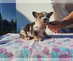Small Photo #8 French Bulldog Puppy For Sale in Kaposvar, Somogy, Hungary