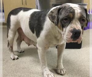 American Pit Bull Terrier Dogs for adoption in Riverside, CA, USA