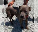 Small #2 Mutt