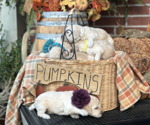 Goldendoodle Litter for sale in BENTONVILLE, AR, USA