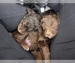 Small Photo #44 Golden Mountain Doodle  Puppy For Sale in REYNOLDSBURG, OH, USA