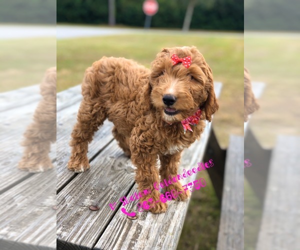 Medium Photo #7 Goldendoodle Puppy For Sale in KISSIMMEE, FL, USA