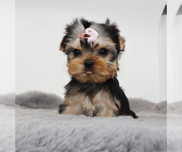 Medium Photo #1 Yorkshire Terrier Puppy For Sale in LOS ANGELES, CA, USA