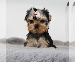 Yorkshire Terrier Puppy for sale in LOS ANGELES, CA, USA