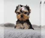Small Yorkshire Terrier
