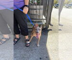 Small #4 American Pit Bull Terrier Mix