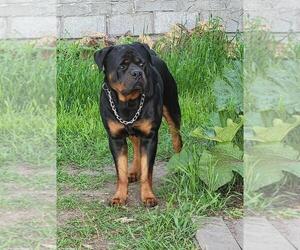 Father of the Rottweiler puppies born on 04/09/2022