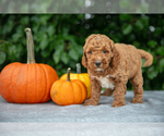 Puppy Cupcake Poodle (Miniature)