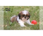 Small #13 Shih Tzu