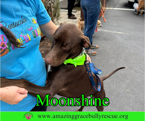 Medium Photo #16 Doberman Pinscher-Unknown Mix Puppy For Sale in Pensacola, FL, USA