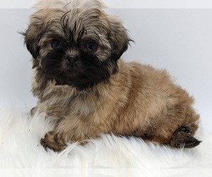 Zuchon Puppy for sale in KNOXVILLE, TN, USA