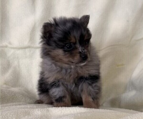 Medium Photo #4 Pomeranian Puppy For Sale in OWEN, WI, USA