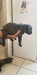 Small Photo #2 Cane Corso Puppy For Sale in BRADENTON, FL, USA