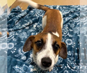 Cheagle Dogs for adoption in Rockaway, NJ, USA