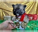 Small #40 Pomeranian