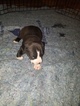 Small Photo #28 American Pit Bull Terrier Puppy For Sale in GRIFFIN, GA, USA