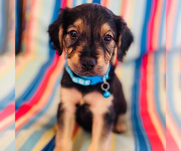 Medium Photo #2 Labrador Retriever-Unknown Mix Puppy For Sale in San Diego, CA, USA