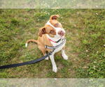 Small #10 American Staffordshire Terrier Mix