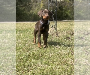Doberman Pinscher Puppy for Sale in CHESTER, South Carolina USA