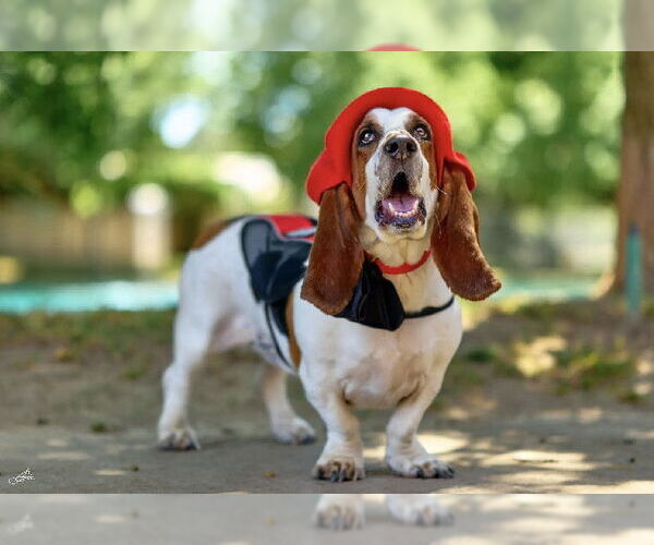 Medium Photo #3 Basset Hound Puppy For Sale in Petaluma, CA, USA
