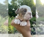 Small #2 English Bulldog