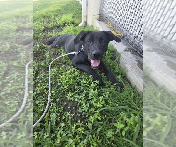 Medium Photo #1 - Mix Puppy For Sale in Evansville, IN, USA