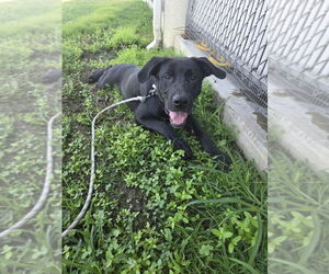 - Mix Dogs for adoption in Evansville, IN, USA