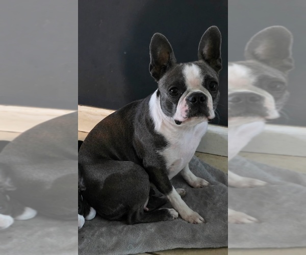 Medium Photo #1 Boston Terrier Puppy For Sale in NEWBURGH, IN, USA