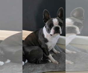 Mother of the Boston Terrier puppies born on 09/16/2026