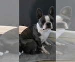Small Photo #1 Boston Terrier Puppy For Sale in NEWBURGH, IN, USA