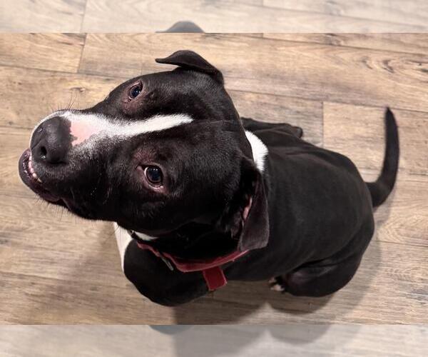 Medium Photo #1 Mutt Puppy For Sale in Incline Village, NV, USA