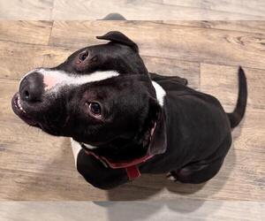 Mutt Dogs for adoption in Incline Village, NV, USA