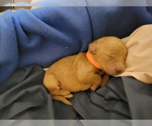 Goldendoodle-Poodle (Miniature) Mix Puppy for sale in SAINT PETERSBURG, FL, USA