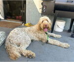 Small #3 Poodle (Standard) Mix