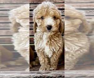 Goldendoodle (Miniature) Puppy for sale in PENSACOLA, FL, USA