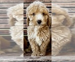 Small Photo #1 Goldendoodle (Miniature) Puppy For Sale in PENSACOLA, FL, USA