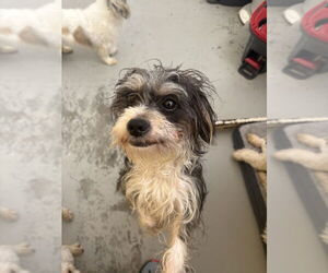 Mutt Dogs for adoption in Studio City, CA, USA