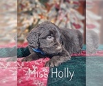 Small Photo #21 Goldendoodle Puppy For Sale in GOLDEN CITY, MO, USA