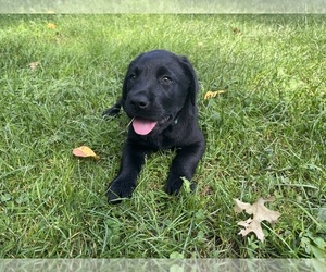 Labrador Retriever Puppy for sale in AUGUSTA, WI, USA