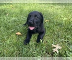Small Labrador Retriever